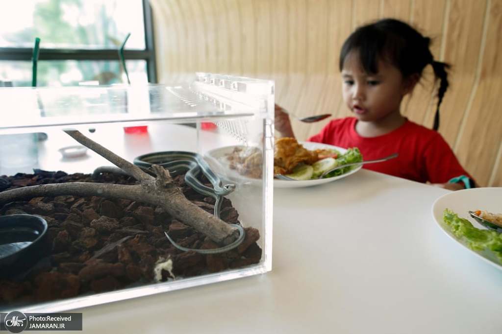 غذا خوردن دختر سه ساله در کنار مارها+عکس