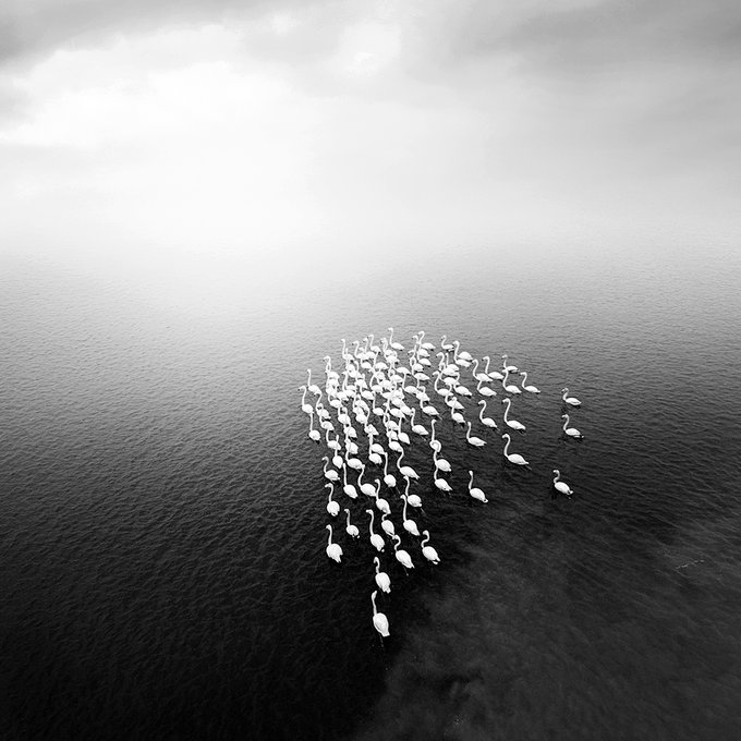 تصویر خیره کننده از فلامینگوها در مه+عکس