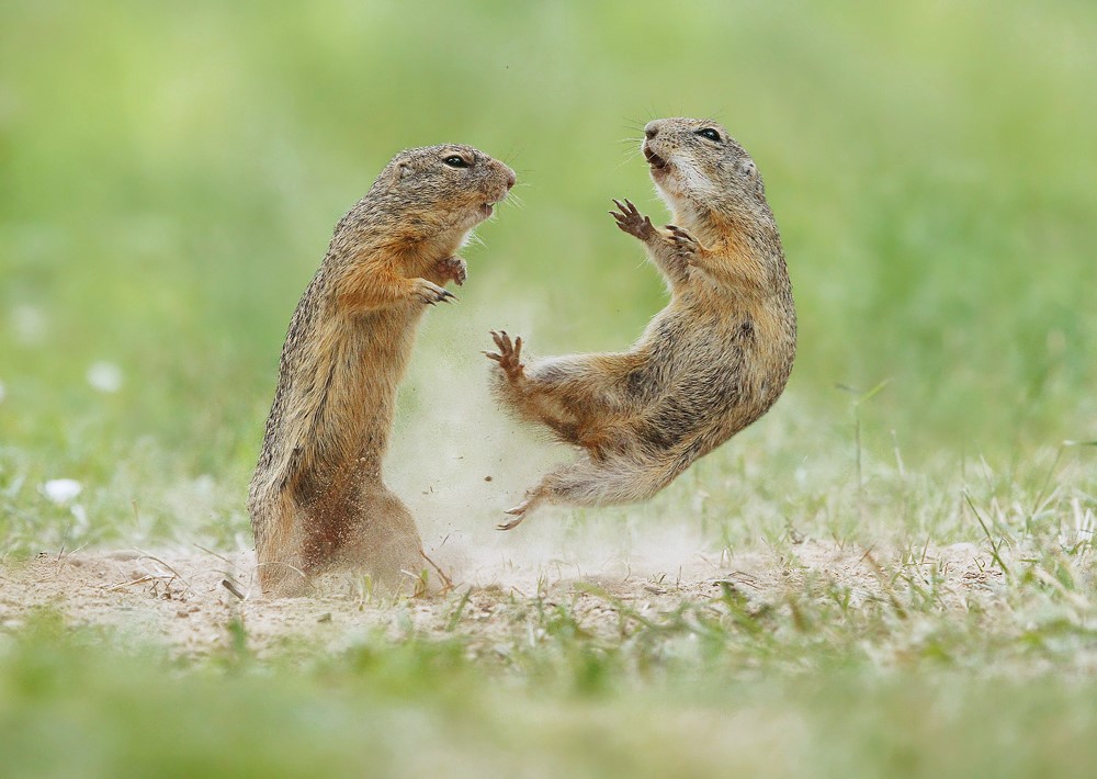سنجاب های بیابانی در حالتی عجیب+عکس