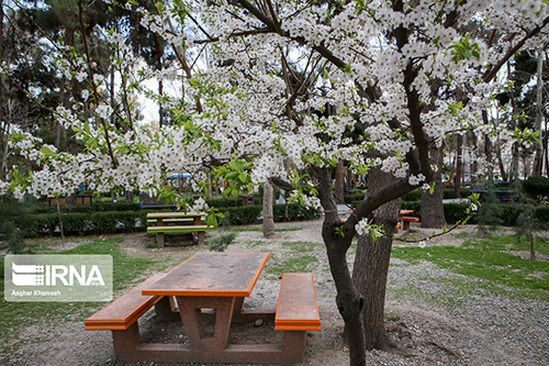 درختان تهران به شکوفه نشستند+عکس
