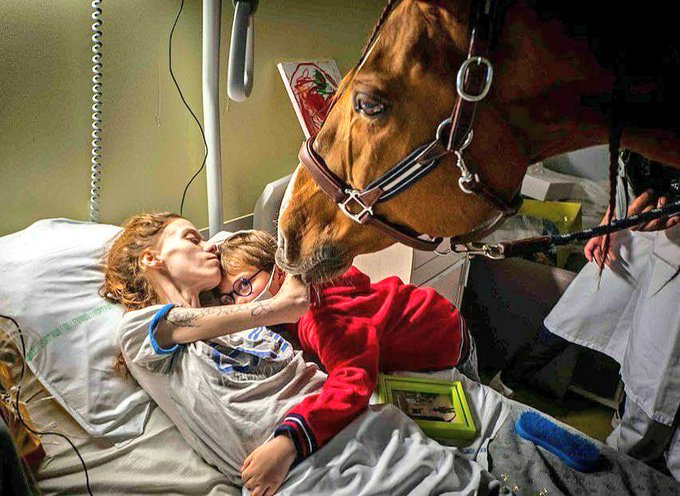 تصویر تکان دهنده از یک اسب در بیمارستان+عکس