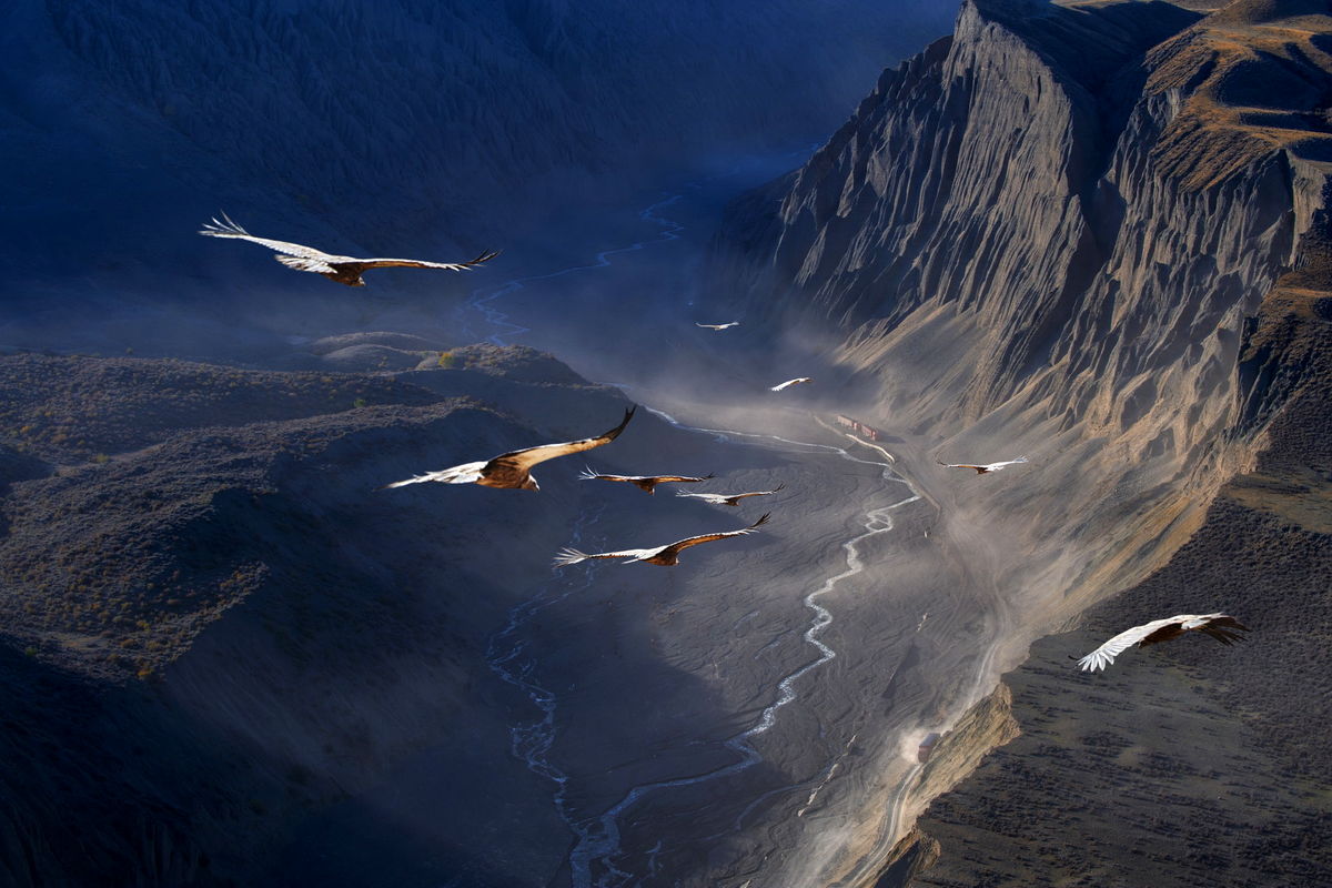 پرواز عقاب ها در ارتفاع باورنکردنی+عکس