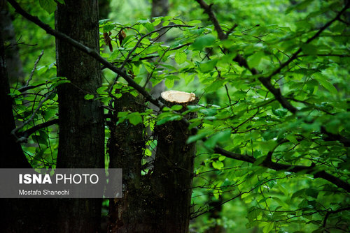 تصاویر تلخ از قطع درختان جنگل های هیرکانی+عکس