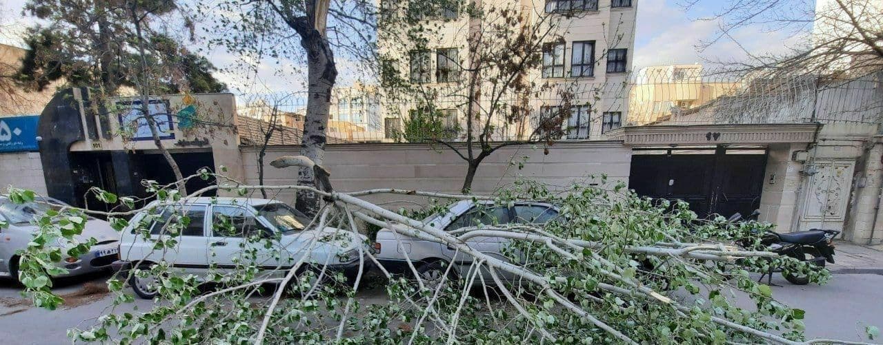 سقوط درخت روی خودروها در مشهد+عکس
