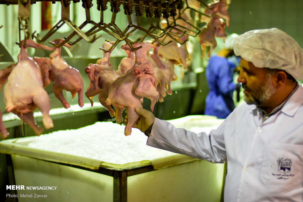 در کشتارگاه طیور ارومیه چه خبر است؟+عکس