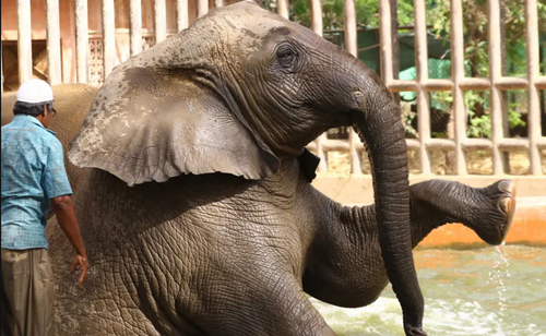 صحنه ای عجیب از شتشوی فیل در باغ وحش+عکس