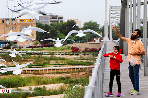 پرندگان مهاجر روی پل سفید اهواز+عکس