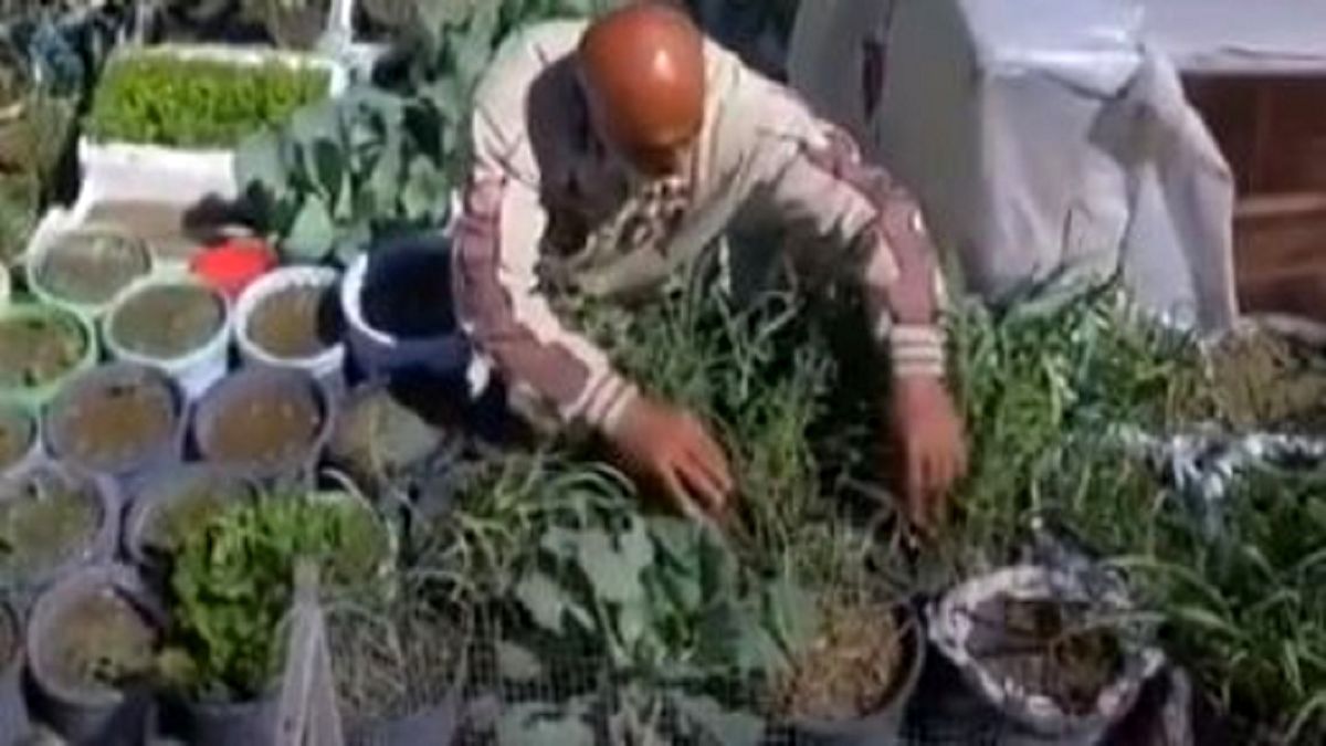 پیرمرد فلسطینی سقف خانه اش را  باغچه کرد+عکس