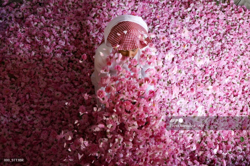 مراسم گلاب گیری در عربستان+عکس