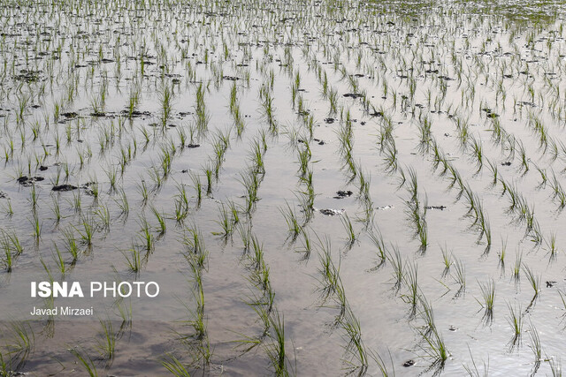 خودکفایی در تولید برنج با کشت ارقام هسته‌ای برنج  روشن  و  شهریار