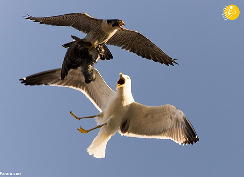 حمله عجیب مرغ دریایی به شاهین در آسمان+عکس