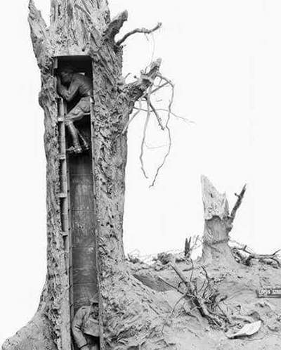 درخت مخصوص دیده بانی در جنگ+عکس