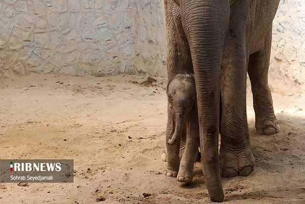اولین تصویر از فیل تازه متولد شده باغ وحش ارم+عکس