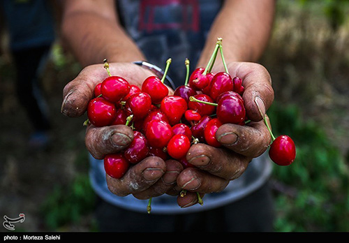 برداشت میوه پرطرفدار تابستان در اصفهان+عکس