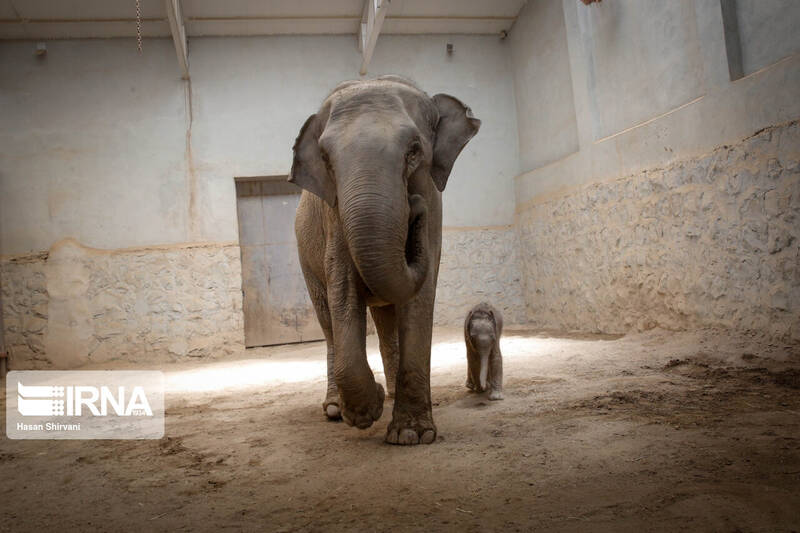 بچه فیل متولد شده در ایران در کنار مادرش+عکس