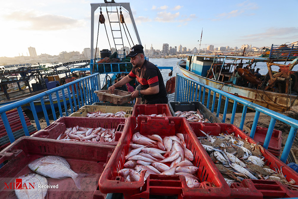 رونق صید ماهی در غزه+عکس