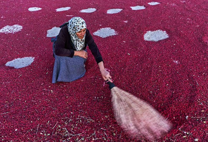 خشک کردن زرشک در قائن+عکس