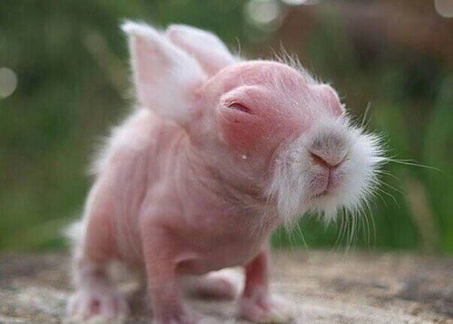 تصویر باورنکردنی از خرگوش تازه متولدشده+عکس