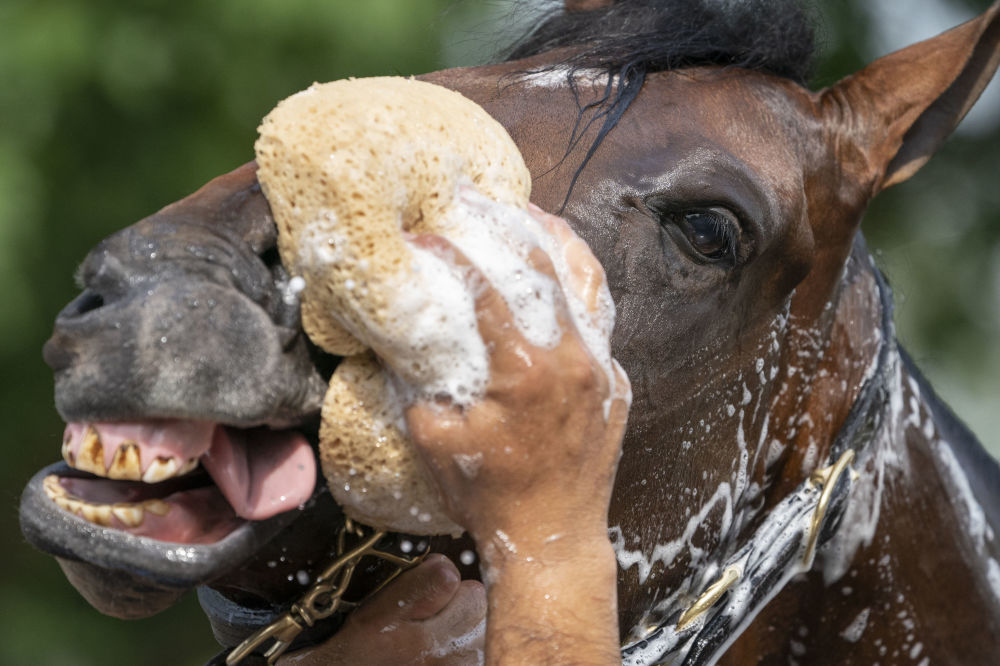 واکنش اسب هنگام حمام کردن+عکس
