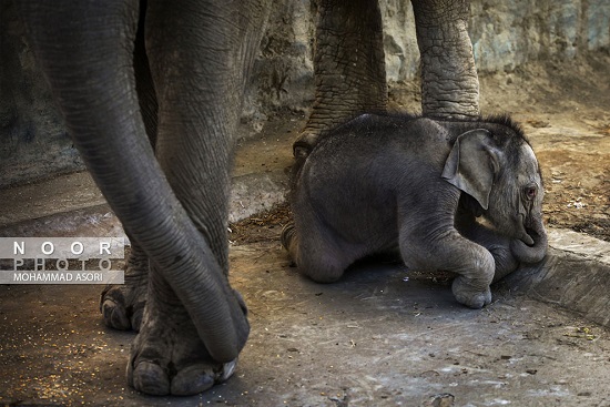 تصویر جدید از بچه فیل باغ وحش ارم+عکس