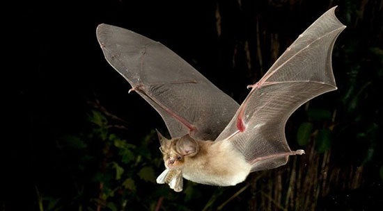 خفاش های کرونایی همچنان در کمین انسان ها