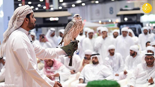 مسابقه زیباترین شاهین در امارات+عکس