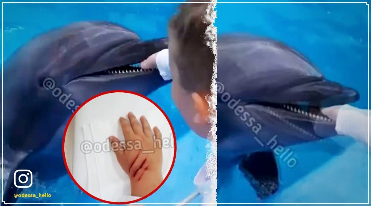 حمله دلفین به کودک همه را شوکه کرد+عکس