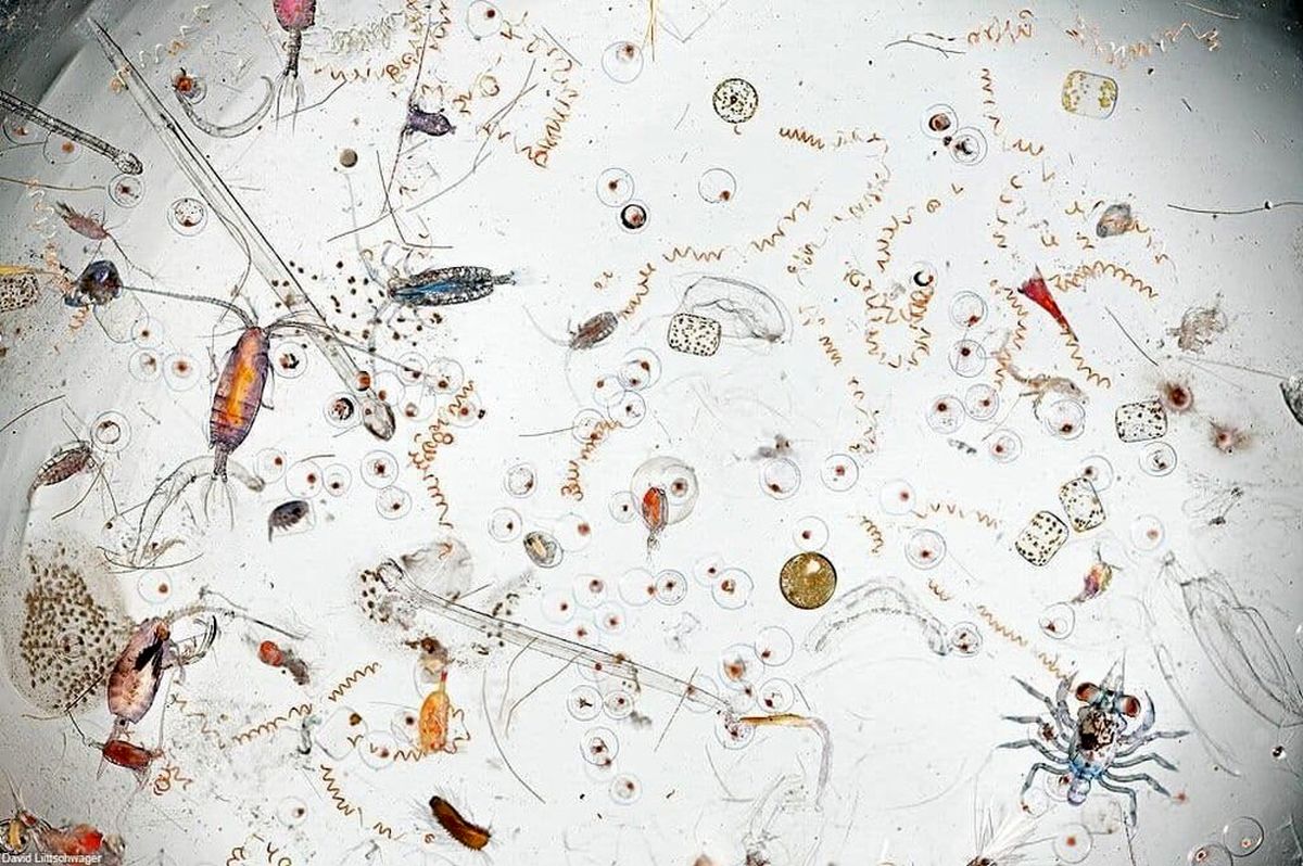 باور کنید این تصویر قطره آب زیر میکروسکوپ است+عکس