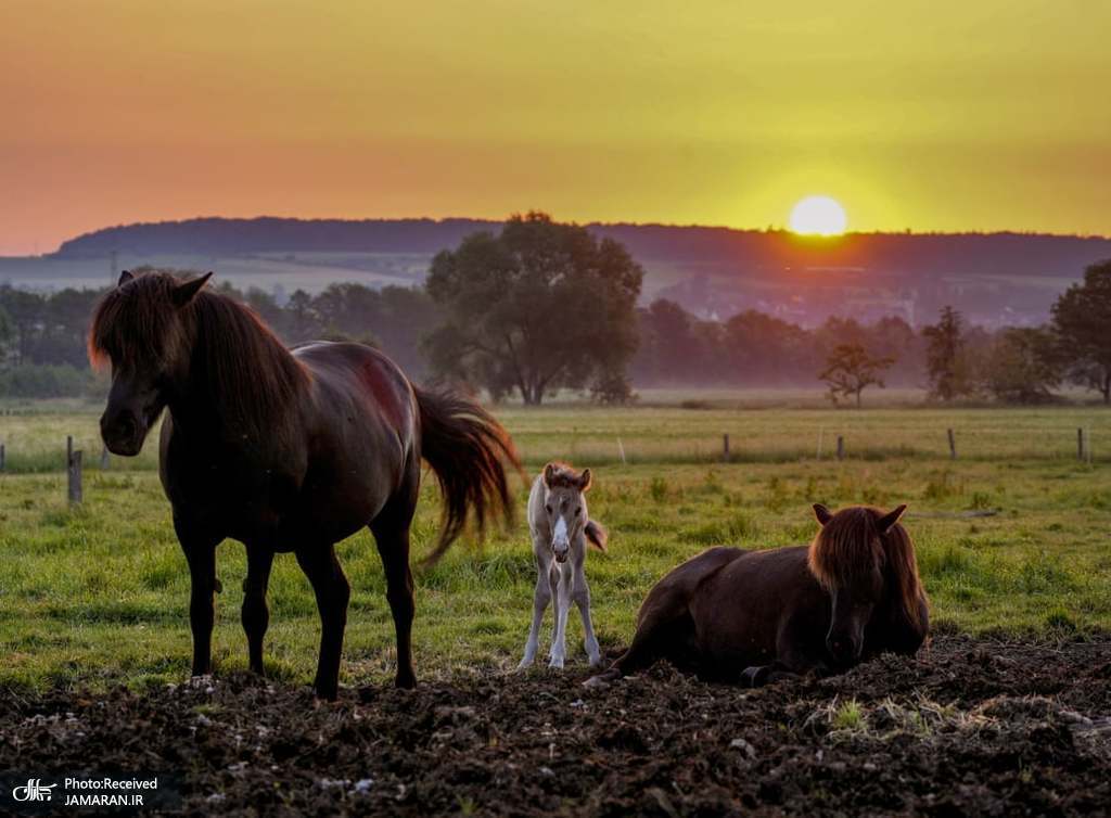لحظه زیبای طلوع خورشید در کنار یک کره اسب+عکس
