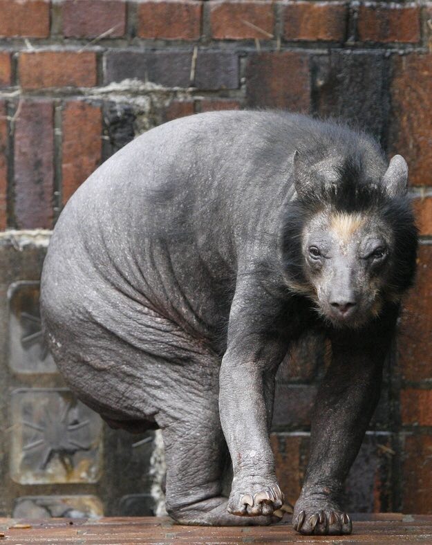 تصویر شوکه کننده از خرس بدون مو+عکس