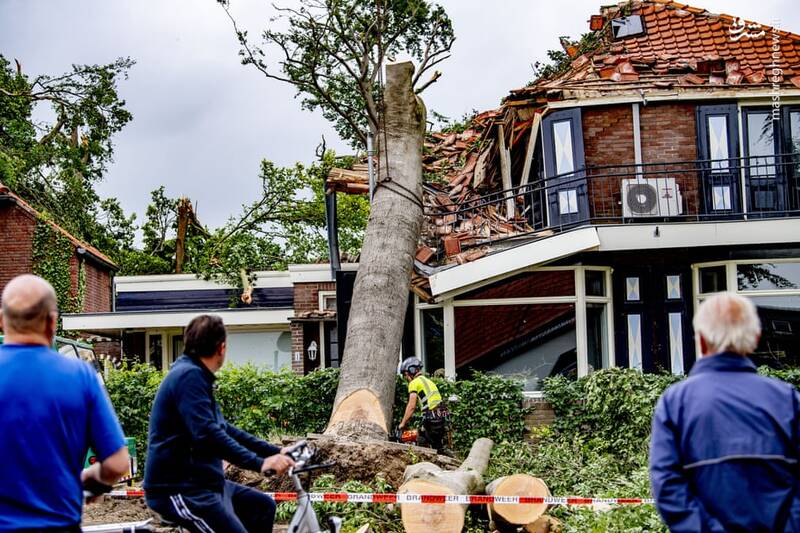 سقوط درخت روی خانه ها+عکس