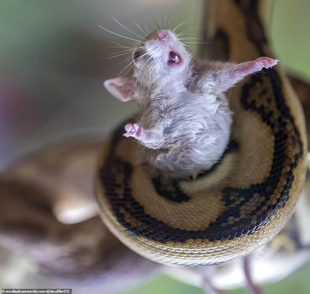 تصویری عجیب از کمک خواستن یک موش+عکس