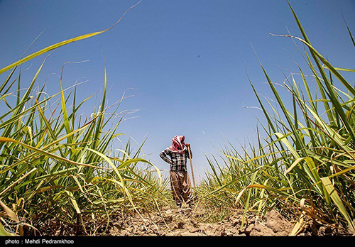 خسارت بزرگ به مزارع نیشکر بر اثر خشکسالی+عکس