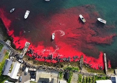 دریای خون پس از کشتار بی رحمانه نهنگ ها+عکس