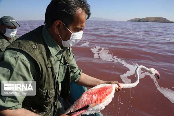 تصاویر زیبا از نجات فلامینگو‌های دریاچه ارومیه+عکس