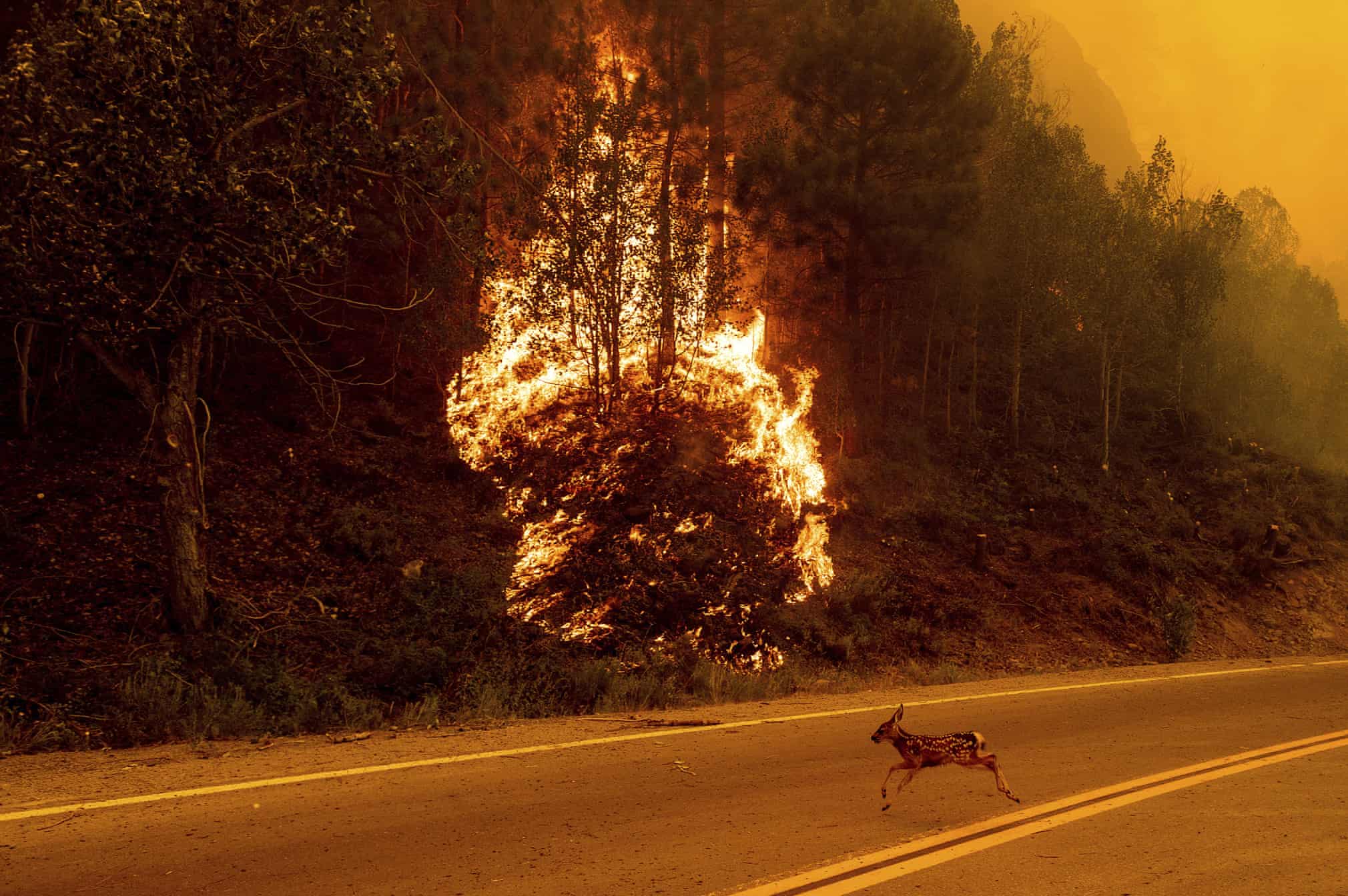 بچه آهوی بی پناه از آتش سوزی جنگل+عکس