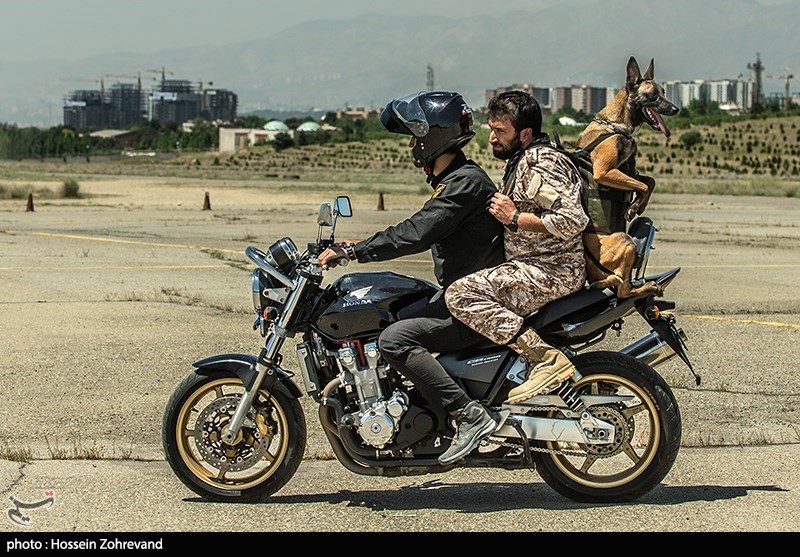 موتورسواری سگ آموزش دیده ایرانی+عکس