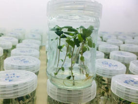 موفقیت پژوهشگران دانشگاه محقق اردبیلی در تولید انبوه بذر با کشت بافت گیاهی