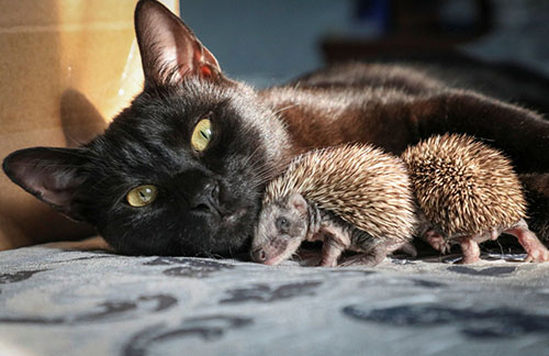 دوستی عجیب گربه با جوجه تیغی+عکس