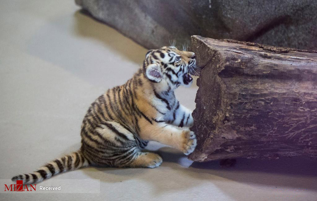 توله ببر بامزه سیبری و مادرش در باغ وحش+عکس