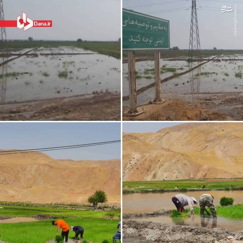 شالیزارهای خوزستان دوباره پر آب شد+عکس