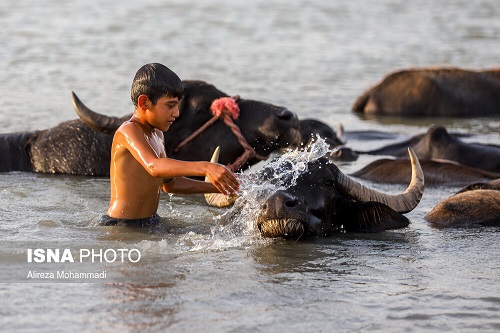 تصاویر زیبا از شادی مردم پس از رهاسازی آب کرخه+عکس