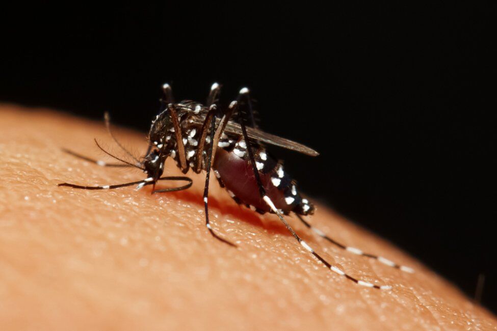 اولین واکسن مالاریا از راه می رسد