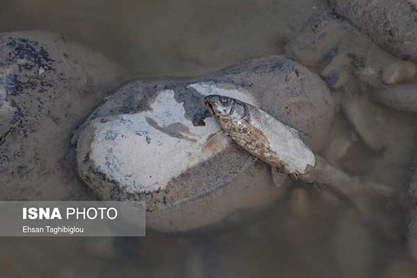 تصاویر غم انگیز از مرگ  ماهی‌های رودخانه قزل اوزن+عکس